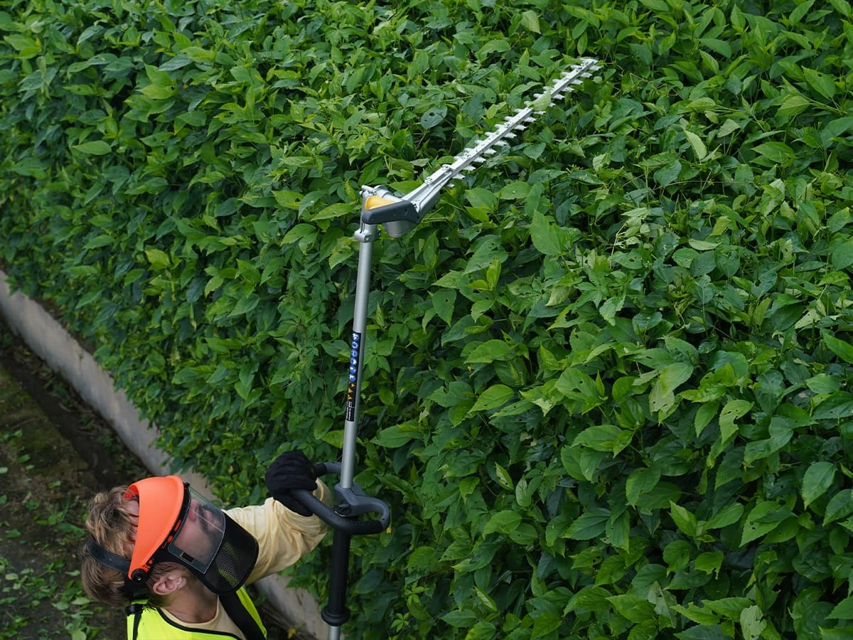 pole-hedger-3
